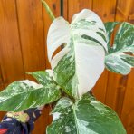 Monstera skvelá (Monstera deliciosa) ´ALBO VARIEGATA´ - výška 30-40 cm, kont. C3L